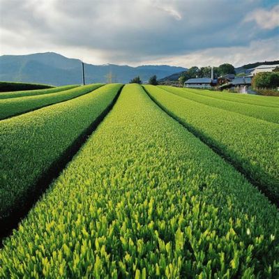  The Way of Tea: Exploring the Essence of Japanese Agriculture Through a Cultural Lens!